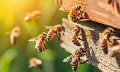 ARILAR GİDERSE DÜNYA EKSİLİR