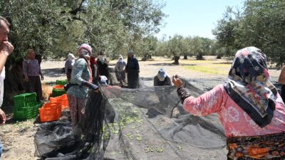 Zeytin üretiminde önemli bir yere sahip olan İzmir’de sezonun ilk
