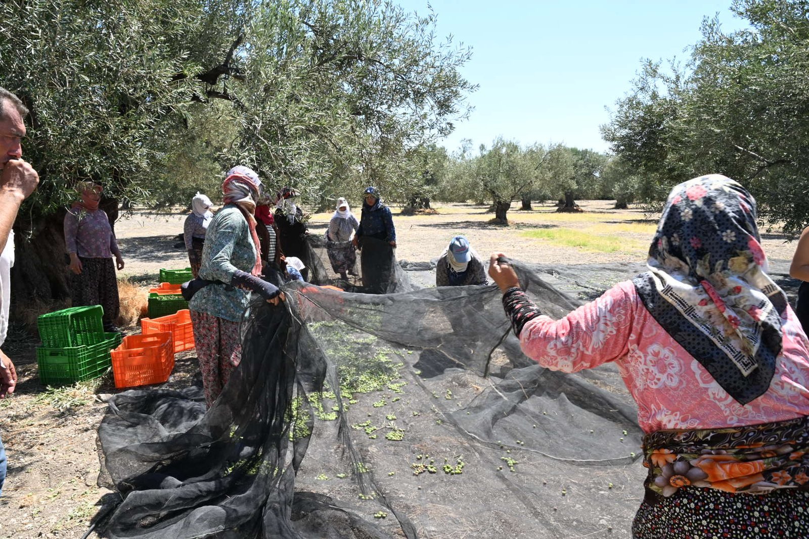 Zeytin üretiminde önemli bir yere sahip olan İzmir’de sezonun ilk
