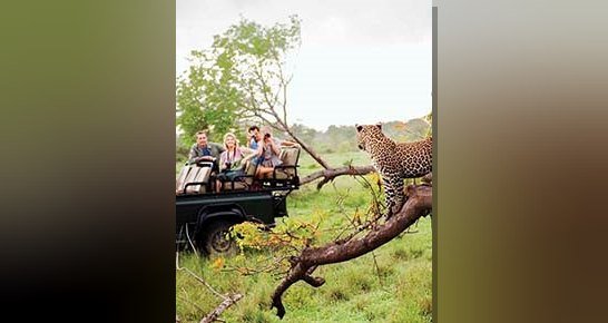 Afrika'nın vahşi yaşam rezervleriyle donatılmış ulusal parklarında benzersiz bir safari
