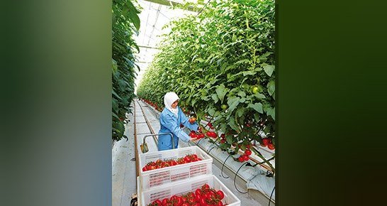 Agrobay Yönetim Kurulu Başkanı Ahmet Şentürk, planlı üretimin ve jeotermal