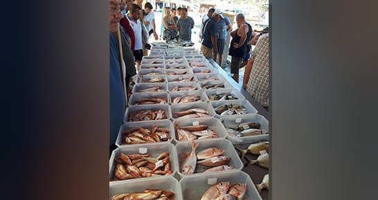 Karaburun'da balık pişirme isteğiyle başlayan bir balık mezatı deneyiminin mizahi