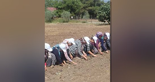 Tarlada gün doğmadan çalışmaya başlayan kadınların tarımdaki vazgeçilmez emeği ve