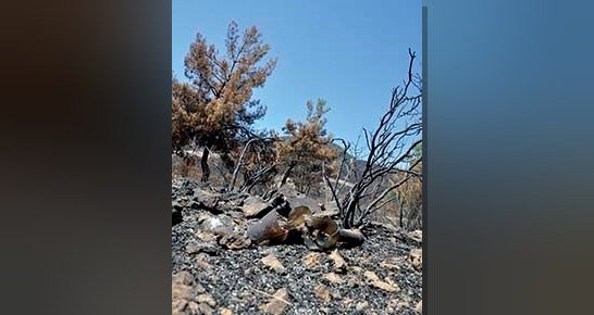 Cumaovası ve Gümüldür civarında binlerce ağacı yakan kırık bir şişe
