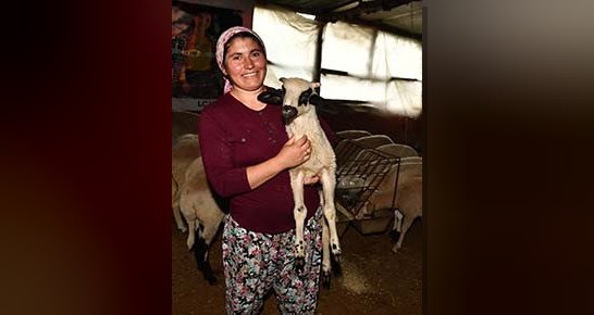 Büyükşehir'in verdiği 3 koyun ve 1 koçla 40 hayvanlık sürüye
