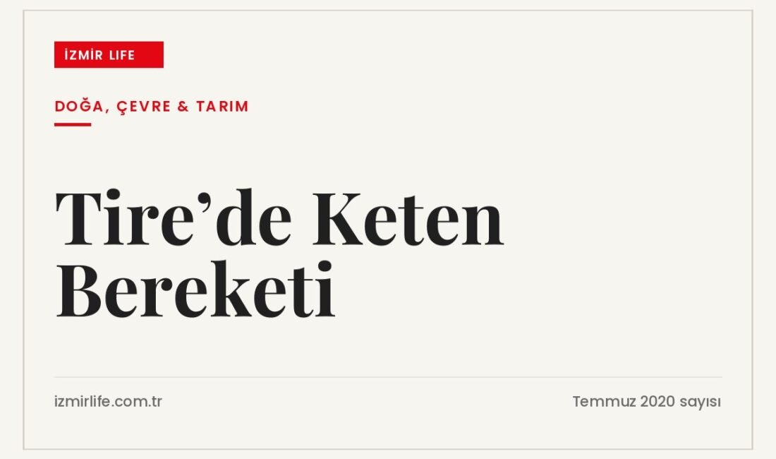 Tire Belediyesi ile Döngü Kooperatifi işbirliğinde deneme amaçlı ekilen ketenin