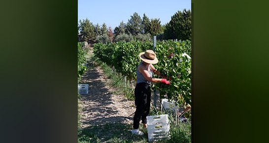 Adını Klazomenaili filozof Anaksagoras'tan alan Urla Bağ Yolu üyesi USCA