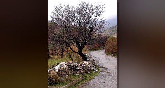 Söke yakınlarında Priene antik kenti yolu üzerindeki yaşanacak köyler Atburgazı